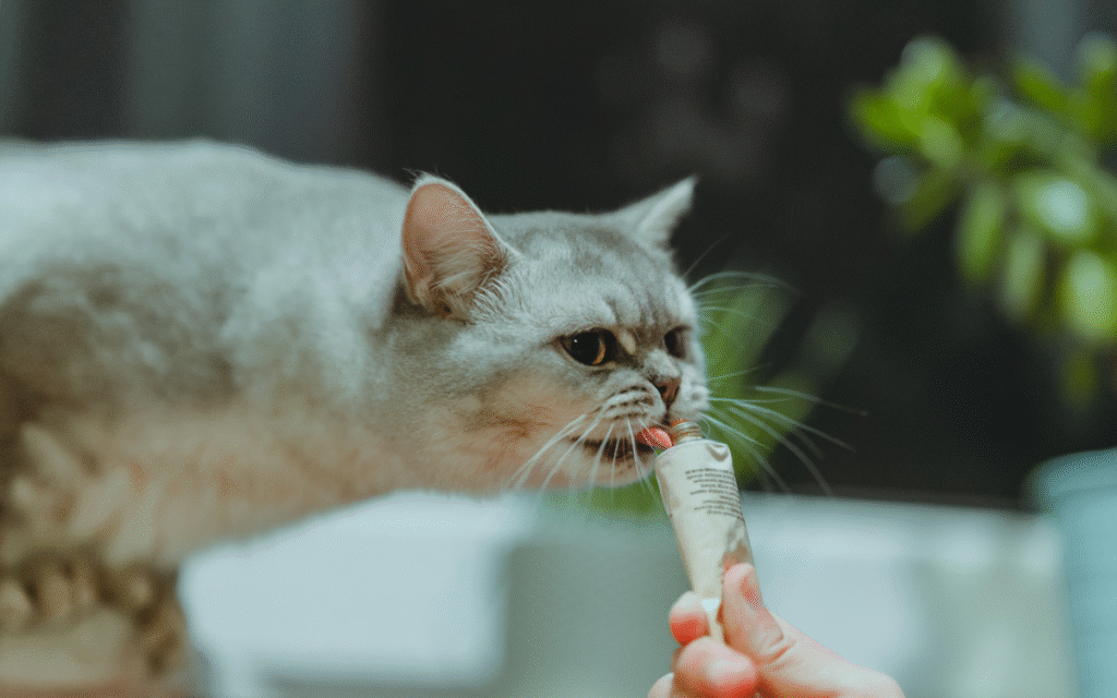 Best Kitten Training Treats
