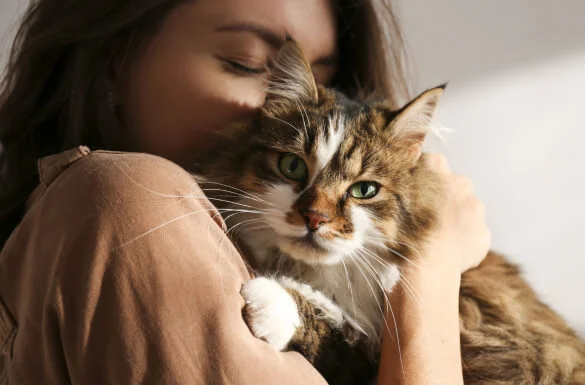 Best Kitten Treats for Training